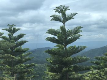 Trees against sky