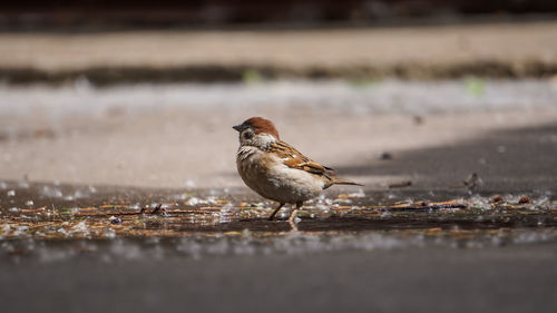 Close-up of bird perching on a land