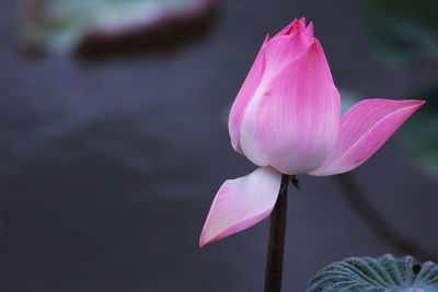 Close-up of pink lotus water lily