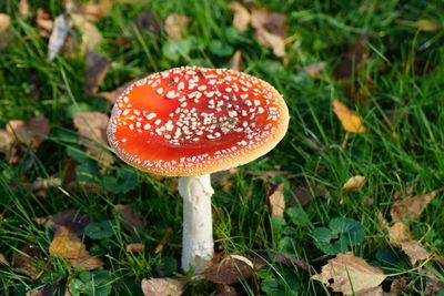 Close-up of mushroom growing on field