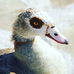 Close-up of duck