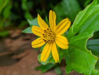 Close-up of yellow flowering plant