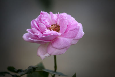 Close-up of pink rose flower