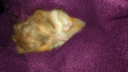 High angle view of cat sleeping on bed