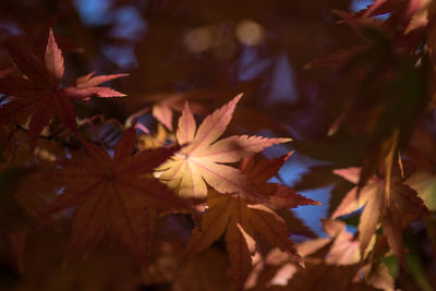 Close-up of maple leaves