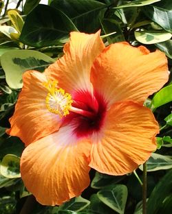 Close-up of hibiscus flower