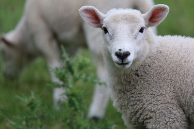 Portrait of a sheep on field