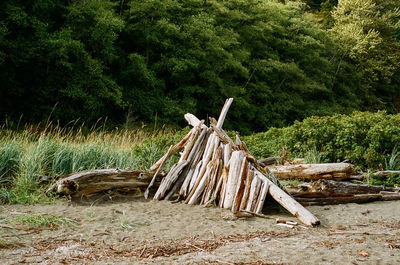 Wooden logs on field in forest