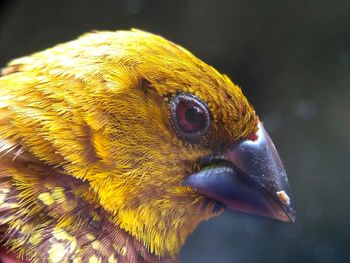 Close-up of bird