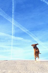 Dog standing on land against the sky