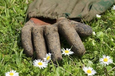 Close-up of white daisy flowers on field