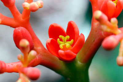 Close-up of red flowering plant