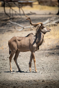 Male greater kudu walks past muddy waterhole