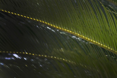 Full frame shot of wet leaves