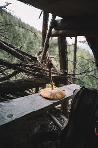 Close-up of food on wooden table in forest