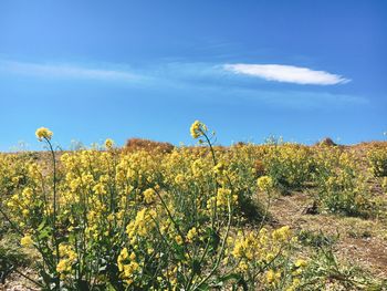 Yellow flowering plants on field against sky