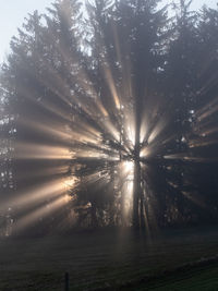 Sunlight streaming through trees on field in forest against sky