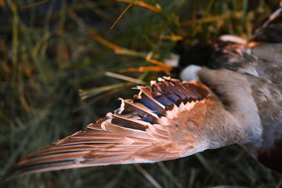 Close-up of ducks wing