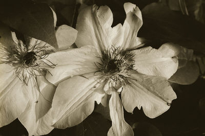 Close-up of white flowers blooming outdoors