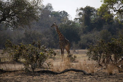 Side view of giraffe in forest