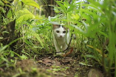 Portrait of a cat on bush