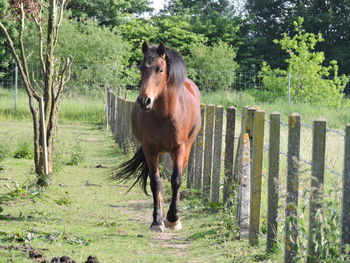 Horse in a field