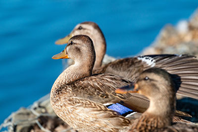 Close-up of two ducks