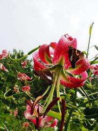 Close-up of red flowering plant