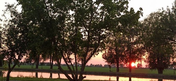 Trees on field against sky during sunset