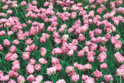 Close-up of pink flowering plants on field