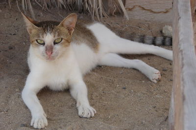 High angle portrait of cat relaxing outdoors