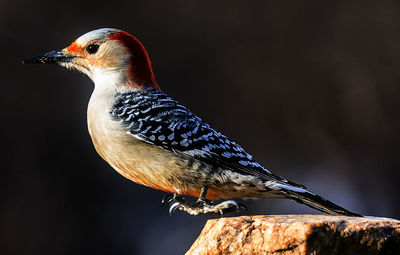 Woodpecker arrives on the backyard deck