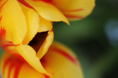 Close-up of yellow flower