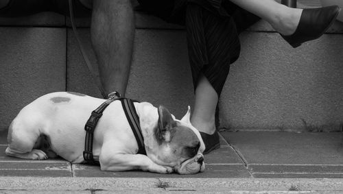 Close up of french bulldog lying on ground