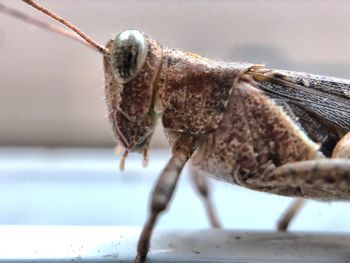 Close-up of insect