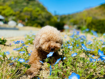 Close-up of dog on field