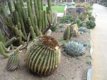 Close-up of cactus plant