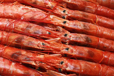 Close up fresh of raw red langoustines , nephrops norvegicus, norway lobster, dublin bay prawn 