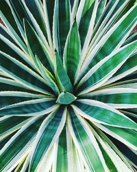 Full frame shot of plant