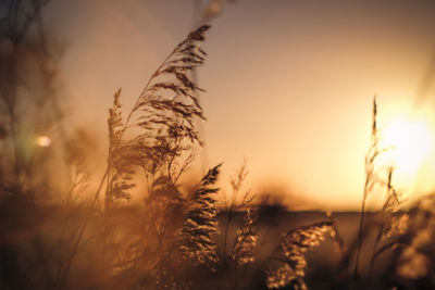 Close-up of fresh plants against sky during sunset