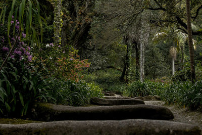 Trees in forest