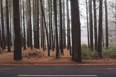 Trees by road in forest