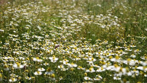 Close-up of white flowering plants on field