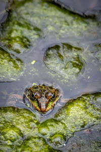 One pool frog in water in natural habitat. pelophylax lessonae. european frog. 