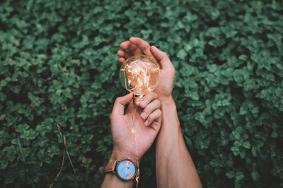 Cropped hands of person holding illuminated string lights in bulb against plants