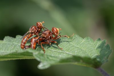 Close-up of insect on leaf