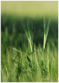 Close-up of wheat field