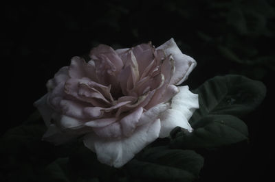 Close-up of flower over black background