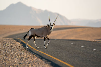 View of a oryx on road