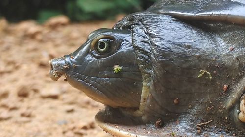 Close-up of lizard